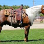 Meilleur Pronostic 3 Chevaux