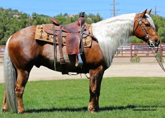 Meilleur Pronostic 3 Chevaux
